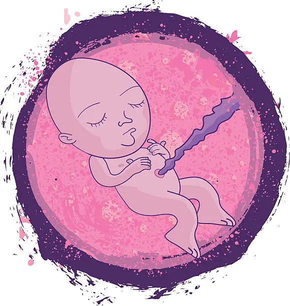 Vector illustration of Fetus in the Womb Illustration