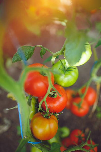 istock Natural tomato greenhouse 597969078