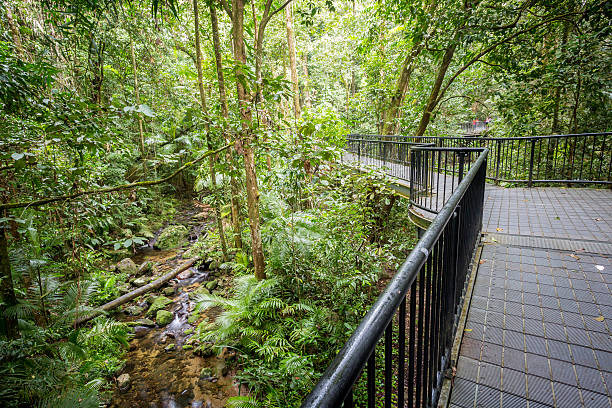 Mossman Gorge Footpath thru dense rainforest in Mossman Gorge, Queensland, Australia mossman gorge stock pictures, royalty-free photos & images