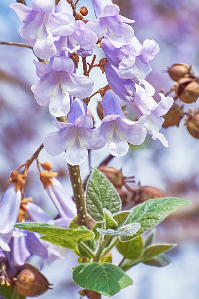 Paulownia Fortunei flores - fotografia de stock