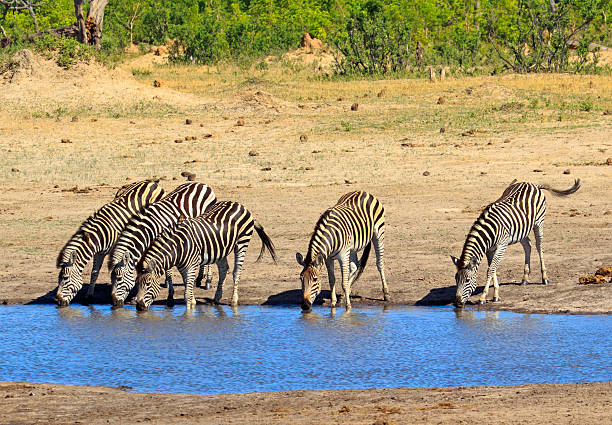 istock Zebras drinking from a waterhole in Hwange National Park 597973608