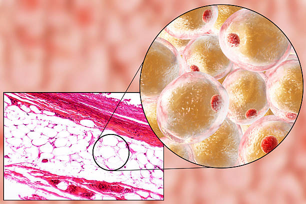 Fat cells, micrograph and 3D illustration White adipose tissue, light micrograph and 3D illustration, hematoxilin and eosin staining, magnification 100x. Fat cells (adipocytes) have large lipid droplet which remains unstained light micrograph stock pictures, royalty-free photos & images