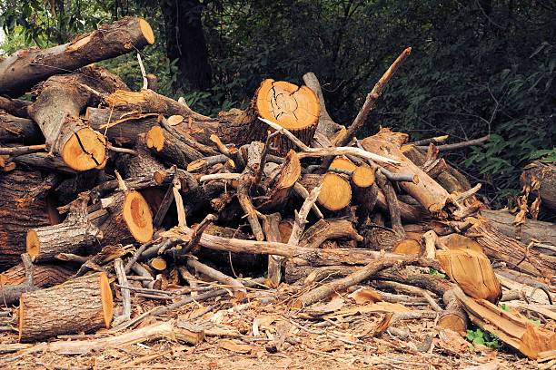 istock Pile of logs. Forest industry and construction raw material. 597974054