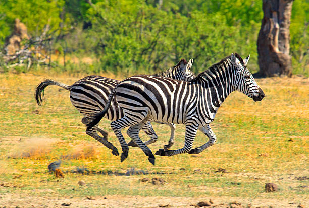 zebras laufen auf der offenen ebene in victoria falls grounds - zebra walk stock-fotos und bilder