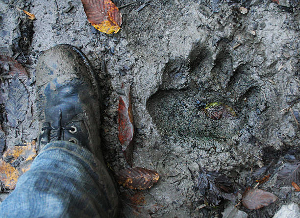 Bear footprint with human foot comparing. stock photo