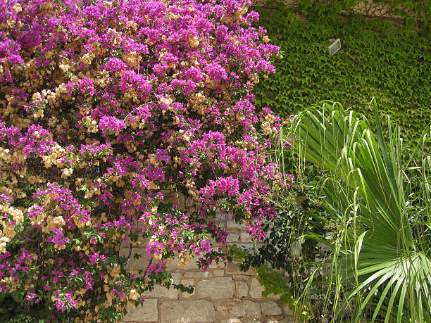 istock Beautiful flowers decorate any site, texture 598053126