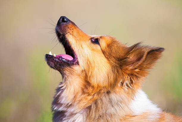 istock barking shetland sheepdog portrait 598053380