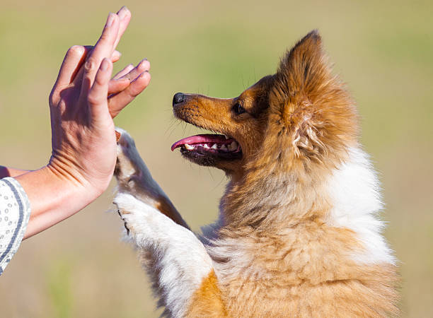 istock shetland sheepdog gives five to human hand 598053912