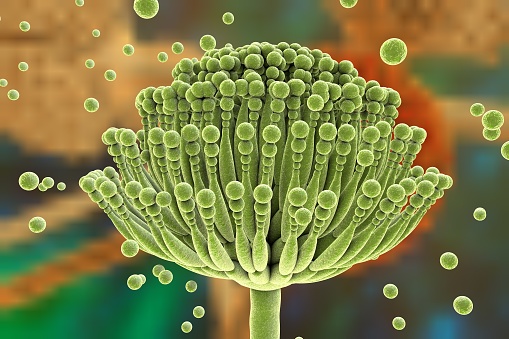 Fungi Aspergillus, black mold which produce aflatoxins and cause pulmonary infection aspergillosis, 3D illustration