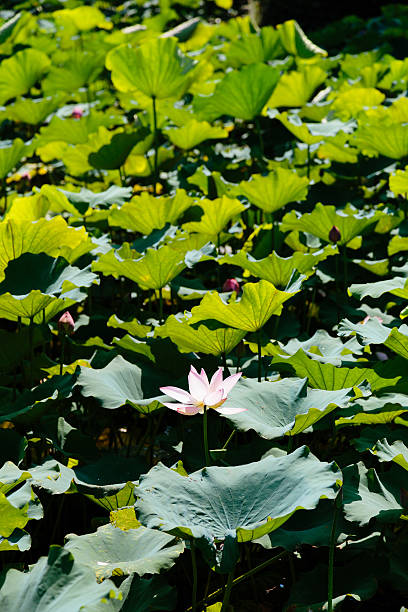 여름에 피는 연꽃 - water lily lotus spirituality clean 뉴스 사진 이미지