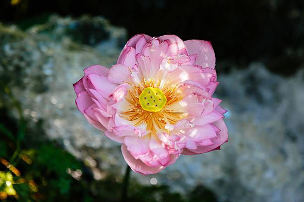 여름에 피는 연꽃 - water lily lotus spirituality clean 뉴스 사진 이미지