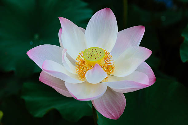 여름에 피는 연꽃 - water lily lotus spirituality clean 뉴스 사진 이미지