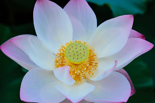 여름에 피는 연꽃 - water lily lotus spirituality clean 뉴스 사진 이미지