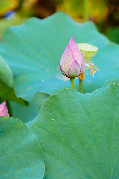 여름의 로터스 버드 - water lily lotus spirituality clean 뉴스 사진 이미지