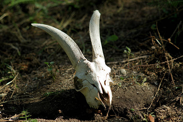 istock The skull of a goat lying on the ground 598055482