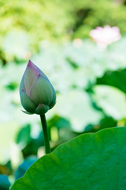 여름의 로터스 버드 - water lily lotus spirituality clean 뉴스 사진 이미지