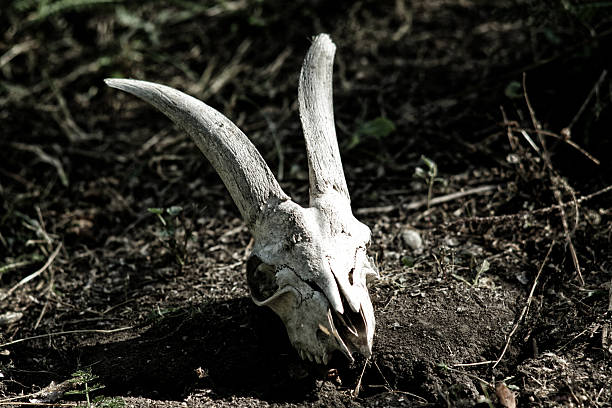 istock The skull of a goat lying on the ground 598055540
