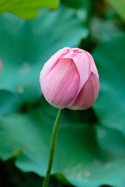 여름의 로터스 버드 - water lily lotus spirituality clean 뉴스 사진 이미지