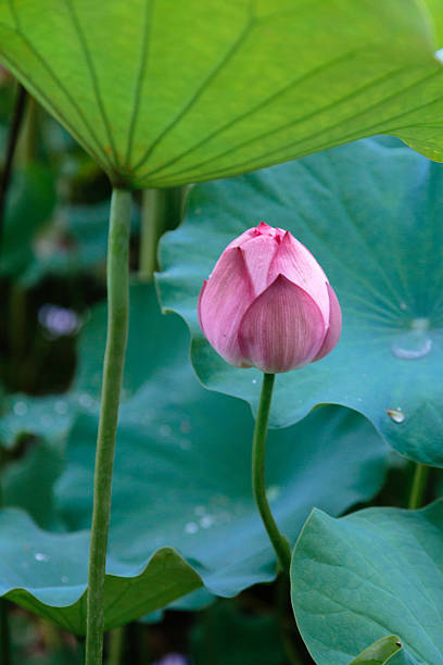 여름의 로터스 버드 - water lily lotus spirituality clean 뉴스 사진 이미지