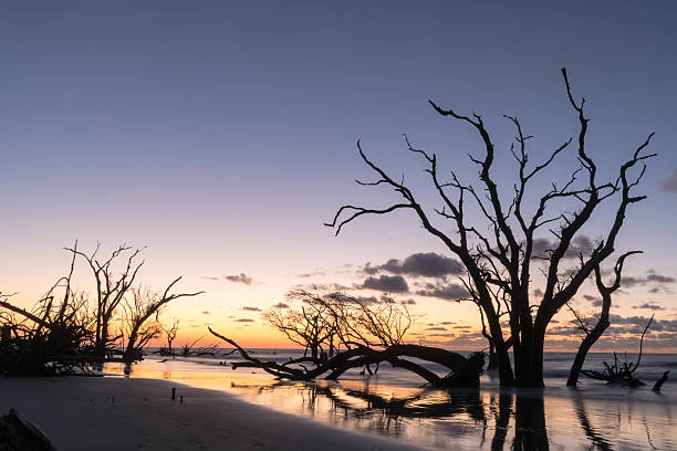 lever du soleil sur la plage  - driftwood wood water sunrise photos et images de collection