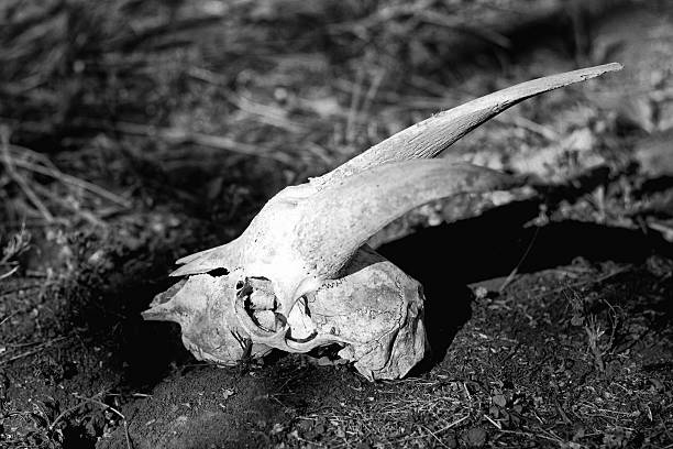 Image of skull of giraffe in Kenyan bush in Masai Mara, Africa