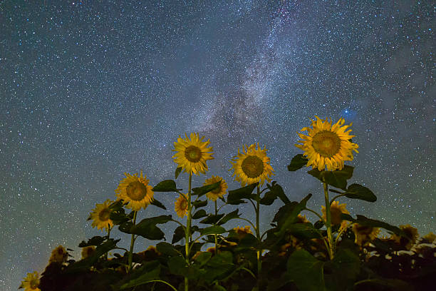 istock Sunflowers under the stars 598056658