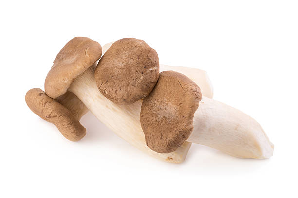 istock King Oyster mushroom (Eringi) on white backgroud 598056726
