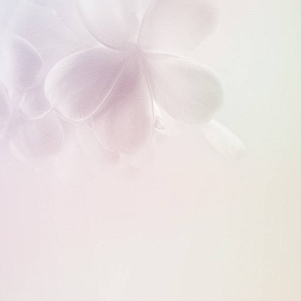 istock frangipani (plumeria) , in soft color and blur style for background 598057088