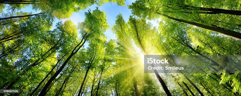 緑の木の上に魅惑的な日差し - 樹木のロイヤリティフリーストックフォト