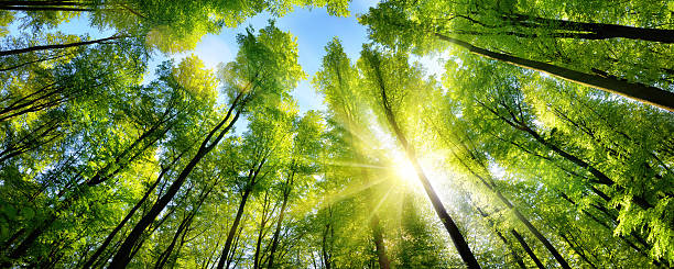 Enchanting sunshine on green treetops The sun beautifully illuminating the green treetops of tall beech trees in a forest clearing, panorama shot canopy photos stock pictures, royalty-free photos & images