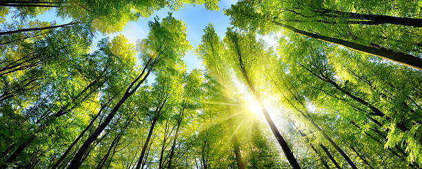 Enchanting sunshine on green treetops The sun beautifully illuminating the green treetops of tall beech trees in a forest clearing, panorama shot panoramic stock pictures, royalty-free photos & images