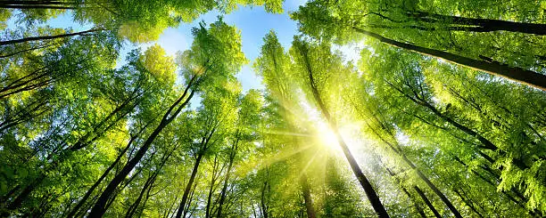 Photo of Enchanting sunshine on green treetops