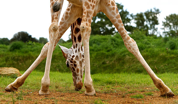 istock Giraffe bending to graze on the fresh green grass 598057648