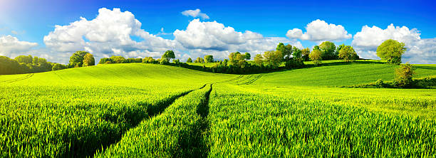 champs verts idylliques avec un ciel bleu vibrant - sunlight summer grass landscaped photos et images de collection