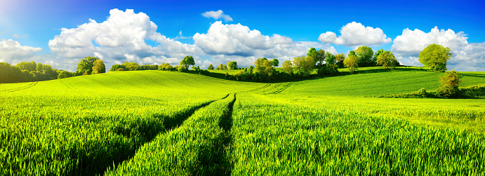 Panoramic landscape with idyllic vast green fields on hills, vibrant blue sky and fluffy white clouds