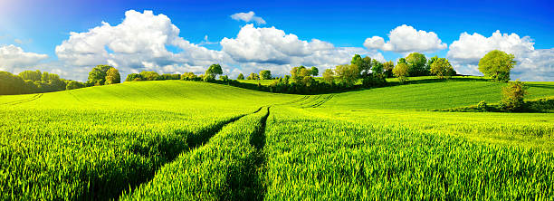 campos verdes idílicos com céu azul vibrante - sunlight summer grass landscaped - fotografias e filmes do acervo