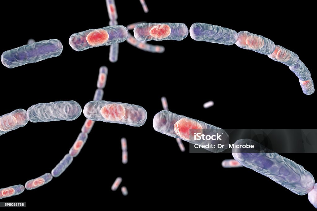 Bacteria Bacillus anthracis Bacillus anthracis, gram-positive spore forming bacteria which cause anthrax and are used as biological weapon, 3D illustration Anthrax - Disease Stock Photo