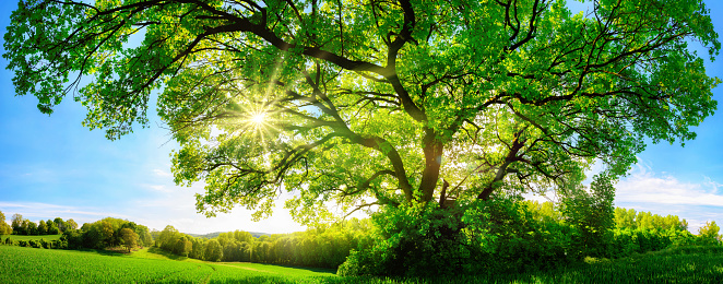 The sun shining through a majestic green oak tree on a meadow, with clear blue sky in the background, panorama format