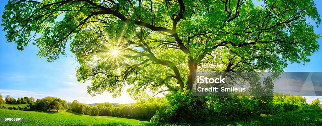 The sun shining through a majestic oak tree The sun shining through a majestic green oak tree on a meadow, with clear blue sky in the background, panorama format Tree Stock Photo