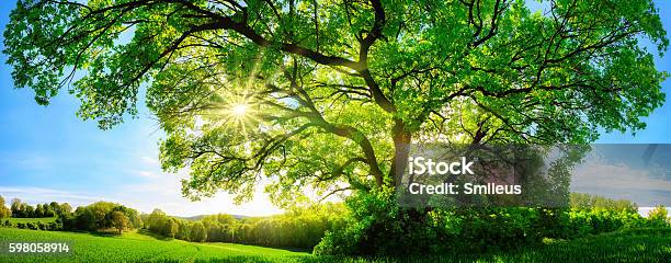 The Sun Shining Through A Majestic Oak Tree Stock Photo - Download Image Now - Tree, Landscape - Scenery, Nature