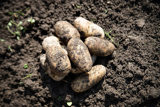 istock Fresh dug potatoes on the ground. Dirty 598059820