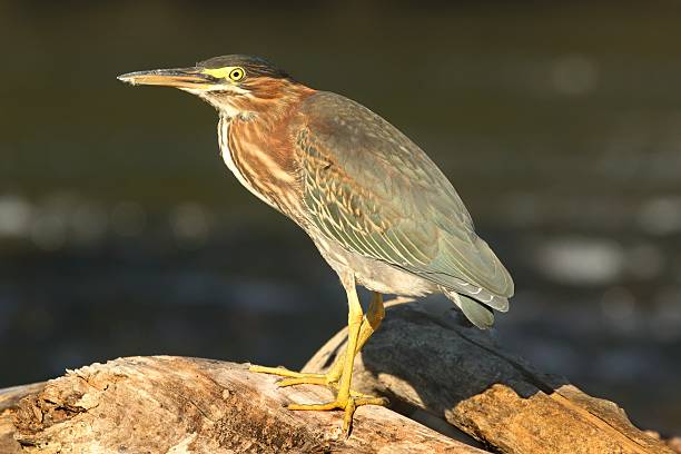 socó-mirím (butorides virescens) - virescens imagens e fotografias de stock