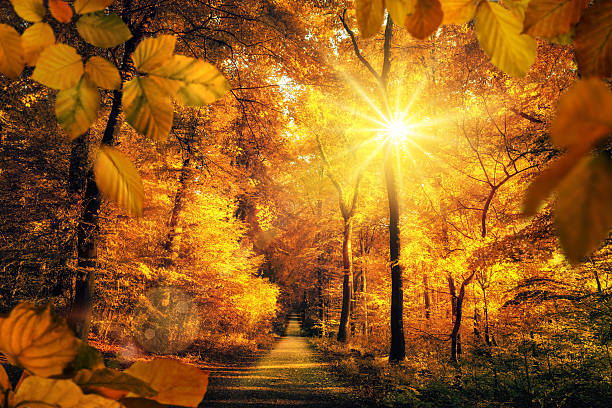 istock Beautiful autumn sunlight in a forest 598060390