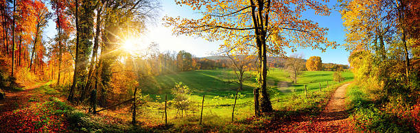 Gorgeous landscape panorama in autumn Gorgeous landscape panorama showing a meadow and a path leading into a forest, with autumn colors and blue sky dirt road photos stock pictures, royalty-free photos & images