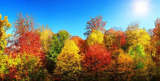 Photo of Multi-colored trees in autumn's best weather