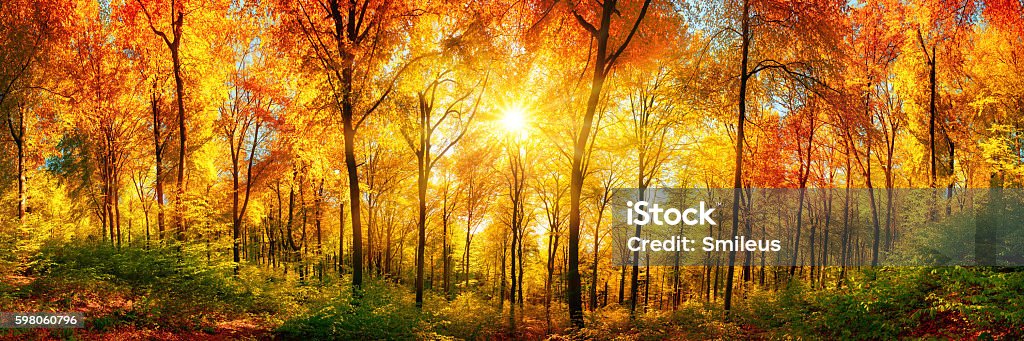 Forest panorama in autumn Autumn scenery in panorama format: a forest in vibrant warm colors with the sun shining through the leaves Autumn Stock Photo
