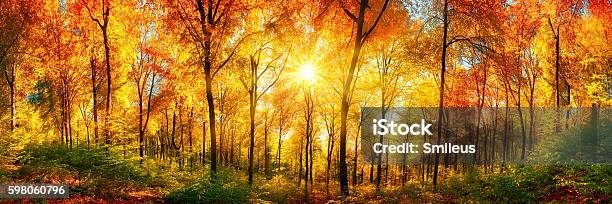 Forest Panorama In Autumn Stock Photo - Download Image Now - Autumn, Forest, Tree