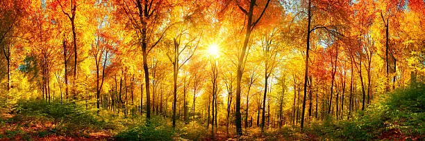 Autumn scenery in panorama format: a forest in vibrant warm colors with the sun shining through the leaves
