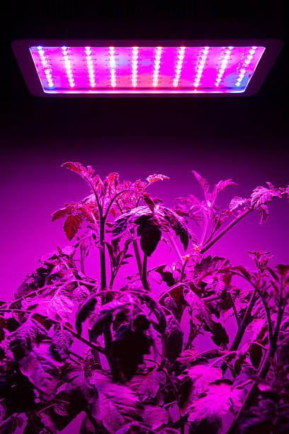 istock ripe tomato plant under LED grow light 598060908