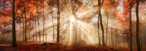 sonnenstrahlen in einem nnebeligen herbstwald - herbstwald stock-fotos und bilder